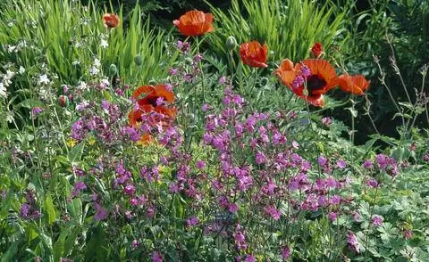 Кампион красный и турецкий мак