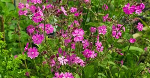 Красный Кэмпион