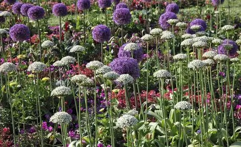Allium nigrum между летними цветами Allium nigrum между летними цветами
