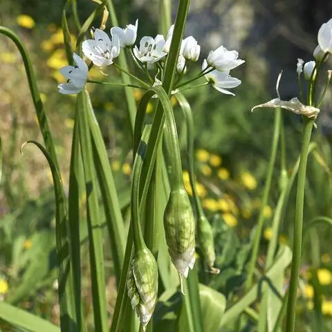 Цветок лука коровьего