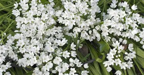 Неаполитанский лук-порей, Неаполитанский лук-порей