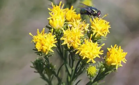 Цветы астры (Galatella linosyris)