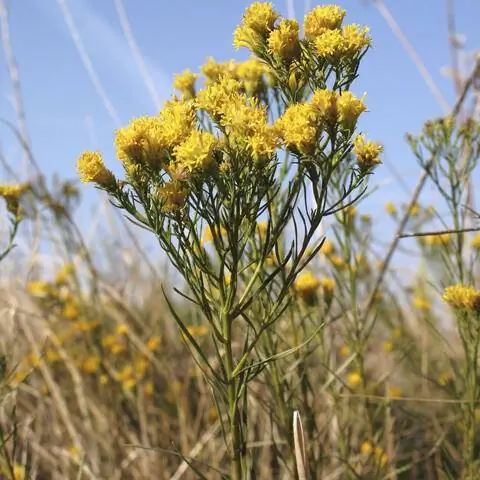 Астра золотистая (Galatella linosyris) предпочитает сухие места.