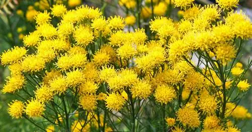 Златошерстная астра