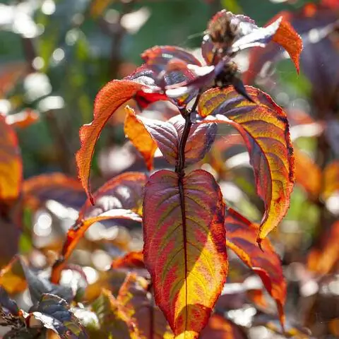 Американская вейгела 'Дива'