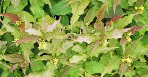 Диервилла, американская вейгела