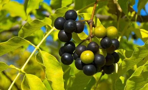 плоды пробкового дерева