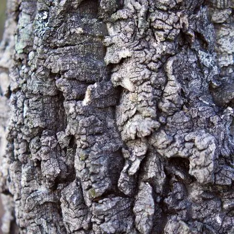 кора пробкового дерева