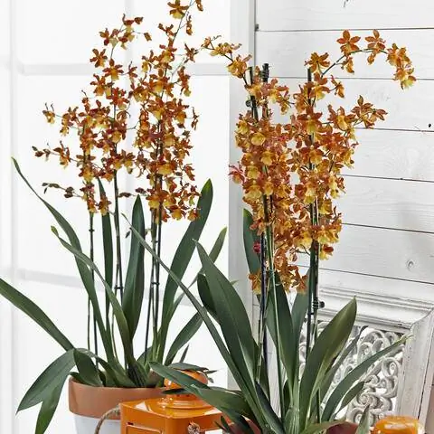 Орхидея Камбрия 'Кататанте'