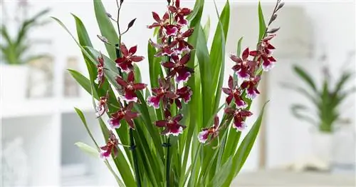 Орхидеи Камбрия