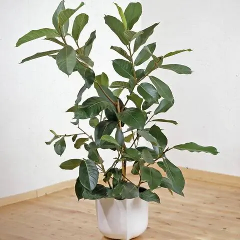 Баньяновое дерево (Ficus benghalensis) как комнатное растение
