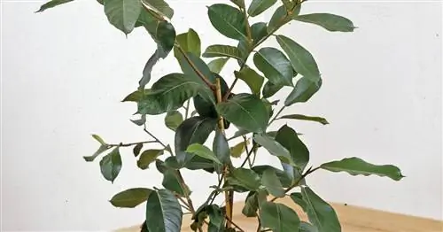 Баньяновое дерево