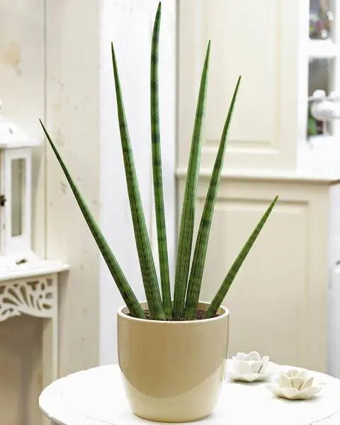 Bow Hemp, Sanseverie cylindrica Skyline