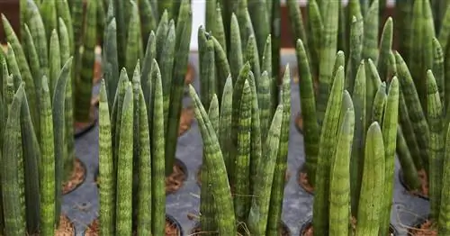 Цилиндрический лук конопли