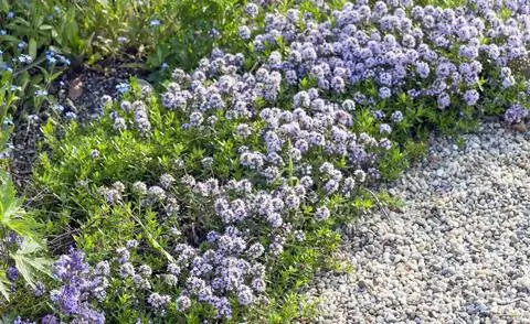 Цветущий каскадный тимьян