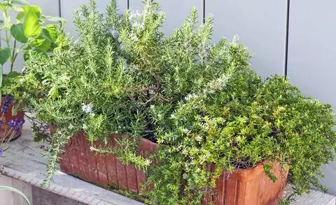 Коробка трав с каскадным тимьяном и розмарином