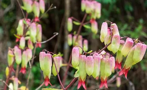 Цветы растения Гёте