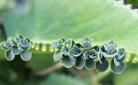 Киндель на краях листьев растения гете