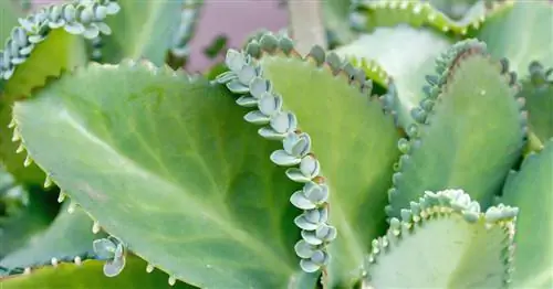 Растение Гёте, чудо-лист