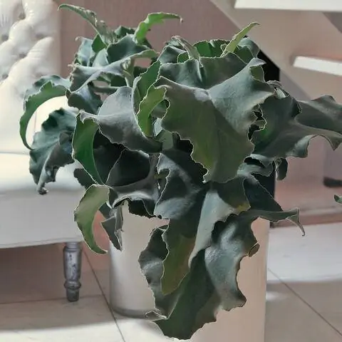 Слоновье ухо каланхоэ