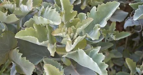 Каланхоэ Слоновье Ухо