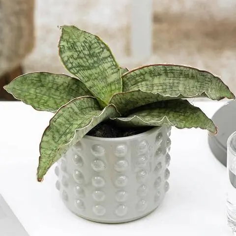 Сансевиерия киркая 'Silver Blue'