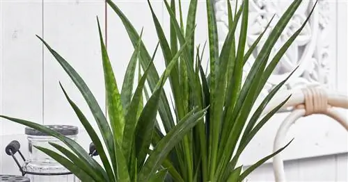 Лук Кирка Конопля