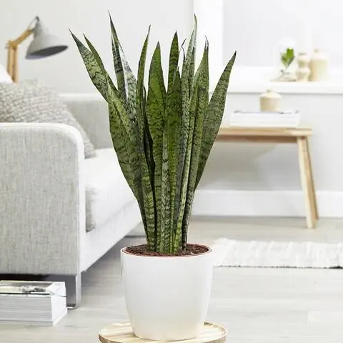 Сансевиерия зейланика как комнатное растение