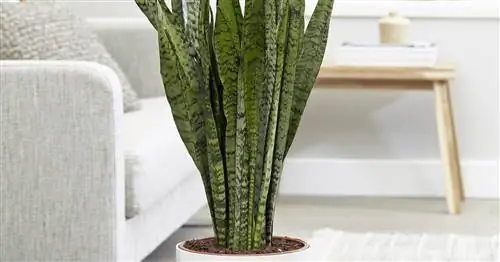 Цейлонская конопля