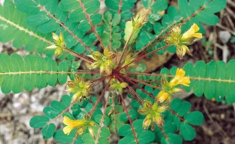 Биофитум сумбракулюм