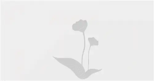 Пальма Южного Моря