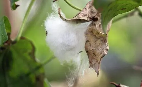 семенная головка хлопчатника