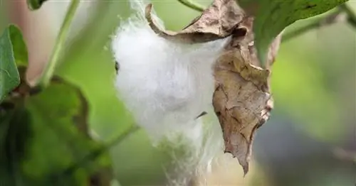 Хлопковый завод