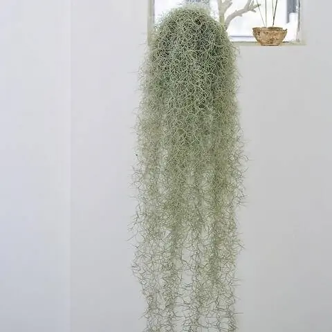 Испанский мох (Tillandsia usneoides)