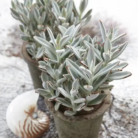 Каланхоэ кошачье ухо (Kalanchoe tomentosa)