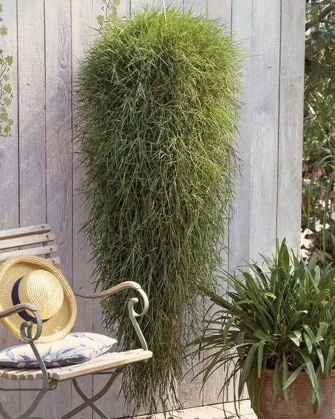 Висячий бамбук (Agrostis stolonifera 'Green Twist')