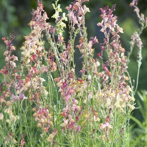 Linaria maroccana 'Персик'