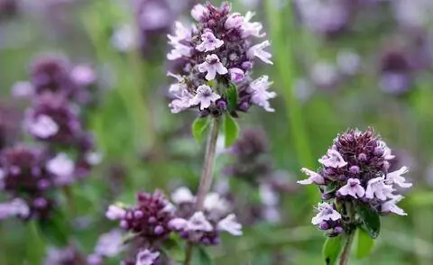 Дикий широколистный тимьян (Thymus pulegioides)