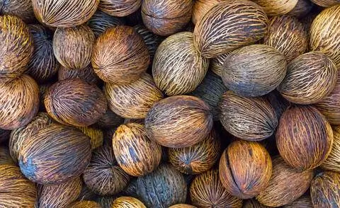 Плоды дерева самоубийц (Cerbera odollam)