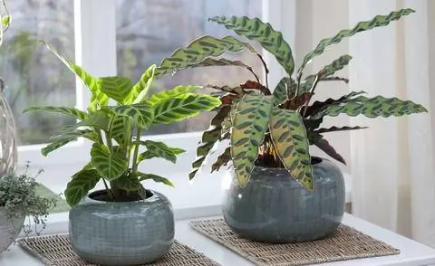 Calathea lancifolia и Calathea zebrina