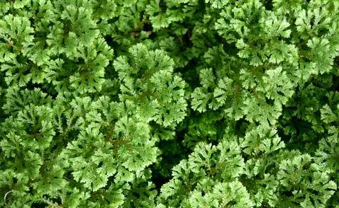 Моховой папоротник (Selaginella apoda)