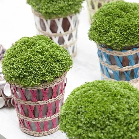 Моховой папоротник (Selaginella apoda) как комнатное растение