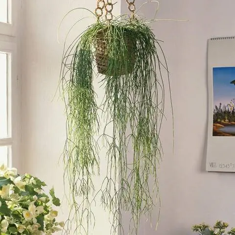 Коралловый кактус в виде подвесной корзины