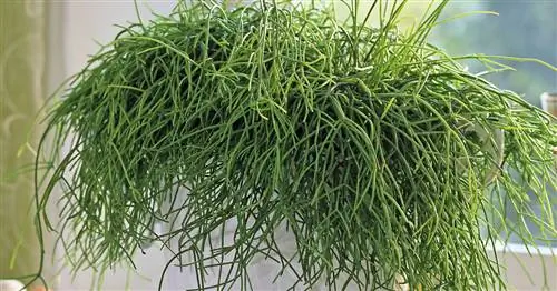 Коралловый кактус
