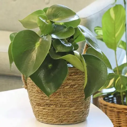 Перец декоративный (Peperomia polybotrya) как комнатное растение