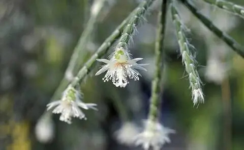 Цветение на Rhipsalis pilocarpa
