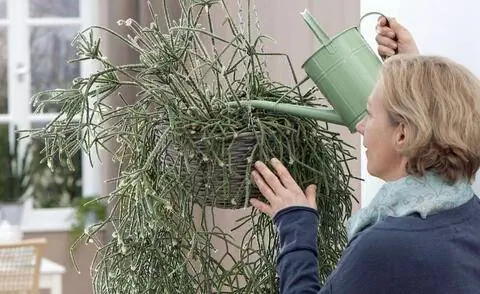 Водяной рипсалис пилокарпа
