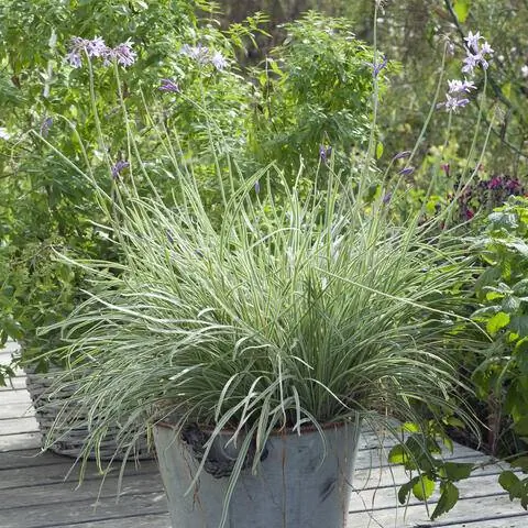 Белый чеснок 'Variegata'
