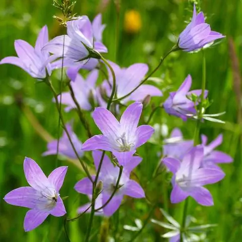 Колокольчик луговой (Campanula patula)