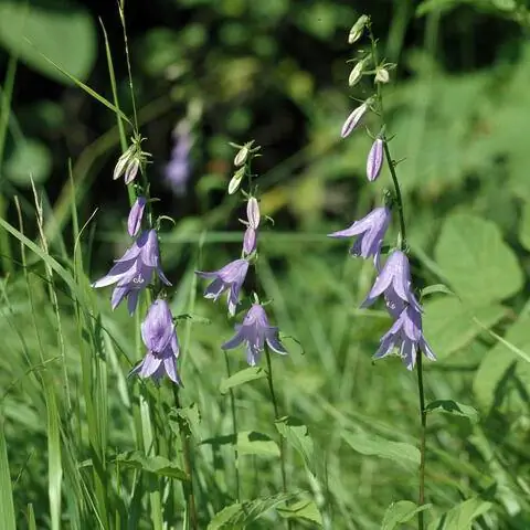 Цветы колокольчика полевого (Campanula rapunculoides)